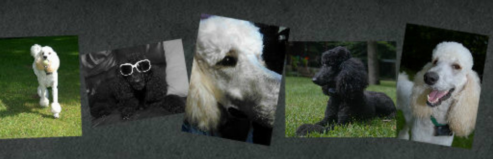 Puppyfind standard poodle outlet