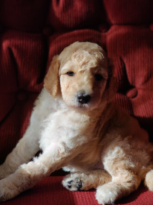 AVAILABLE FEMALE